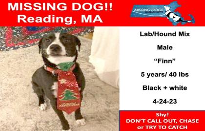 🐕 Missing Dog in Reading – Update Found