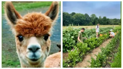 ๐ May 17 is Farm Day at the Reading Public Library