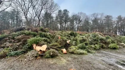 🎄 Christmas Tree Compost Center Drop-off Today until 2:30pm