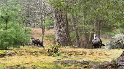 🦃 Board of Health Upholds $50 Fine in Covey Hill Road Wildlife Feeding Case