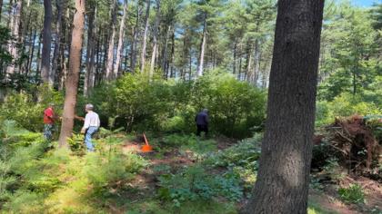 🌳 Reading Continues Major Restoration Effort in the Town Forest