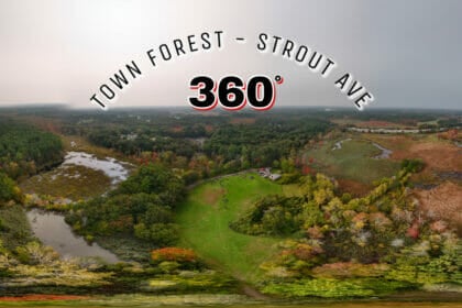Town Forest September 2023