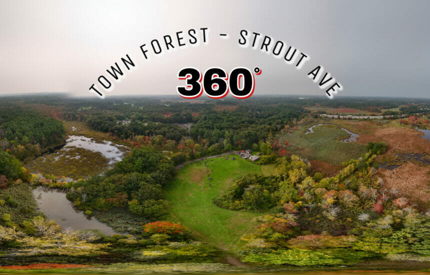 Town Forest September 2023